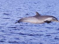 boattour 3, Fogo