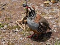 Red-legged Partridge