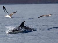 Panglobal Common Dolphin