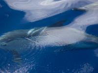 Panglobal Common Dolphin