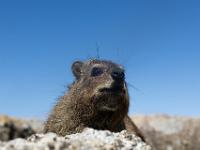 dassie, Boulder beach