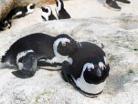 pinguins, Boulder beach