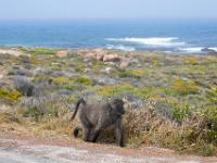 baboons, Kaap de goede Hoop