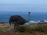 ostrich, Kaap de goede Hoop