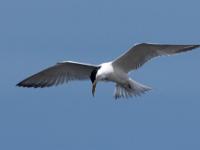 Greater crested tern - Grote kuifstern, Kleinbaai, Kaap de goede Hoop