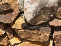 Cape Point Nature Reserve