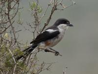 Southern fiscal - Zuidelijke gekraagde klauwier, West Coast National Park Marine Protected Area