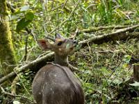 blue duiker, half colored kingfisher trail