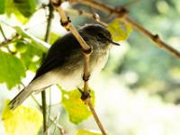 African dusky flycatcher - Kaapse vliegenvanger, half colored kingfisher trail