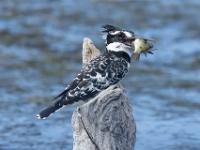 Pied kingfisher - Bonte ijsvogel, Malachite Bird Hide, Wilderness