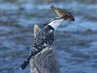 Pied kingfisher, Malachite Bird Hide, Wilderness