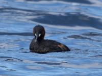 Little grebe - Dodaars, Malachite Bird Hide, Wilderness
