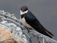 White-throated swallow - Witkeelzwaluw, Bo-langvlei