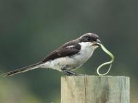 Southern fiscal - Zuidelijke gekraagde klauwier, Bo-langvlei