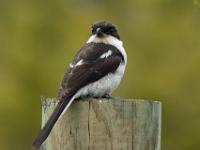 Southern fiscal - Zuidelijke gekraagde klauwier, Bo-langvlei