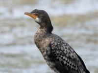 Reed cormorant - Afrikaanse dwergaalscholver, Malachite Bird Hide
