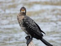 Reed cormorant - Afrikaanse dwergaalscholver, Malachite Bird Hide