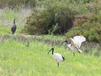 African sacred ibis, R326 to Hermanus