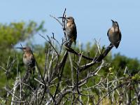 Cape sugarbird - Kaapse suikervogels, cliff path, Hermanus