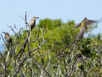 Cape sugarbird - Kaapse suikervogels, cliff path, Hermanus