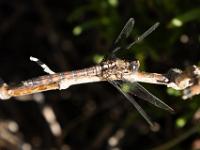 cliffpath from Kraal Rock, Hermanus