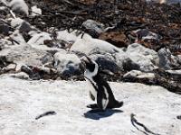 African penguin - ZwartvoetpinguÃ¯n, Stony Point Nature Reserve, Bettysbaai