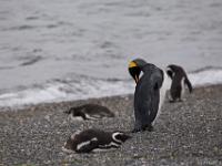 king penguin