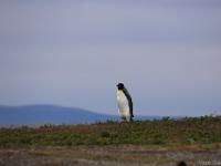 king penguin