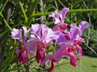 Botanicals Orchid