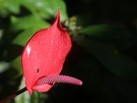 Anthurium