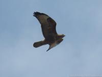 Long-legged buzzard
