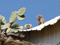 De berberaap of magot (Macaca sylvanus) is een makaak