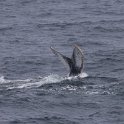 IMG 1568  humpback whale : bultrug