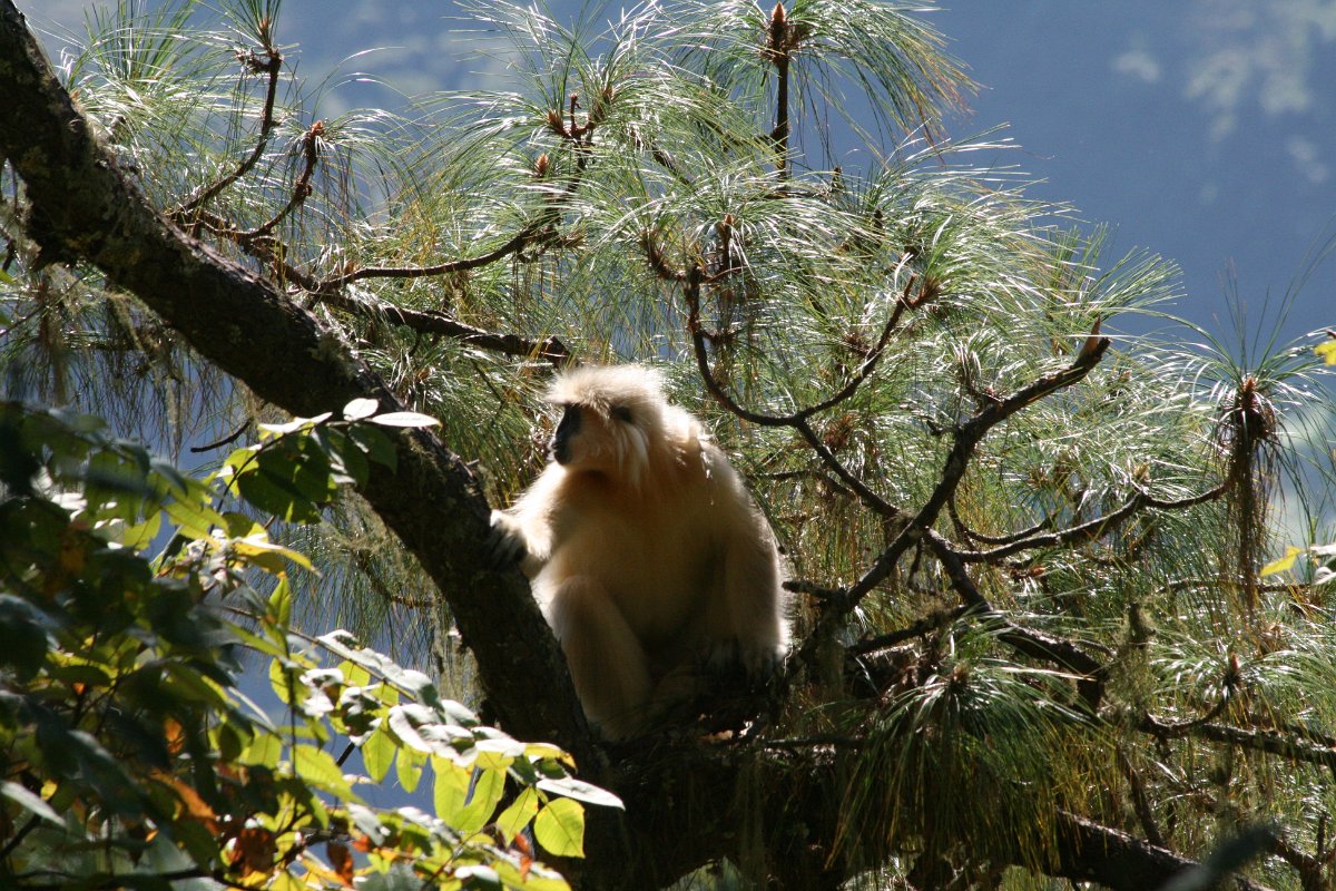 20081113-482bhutan