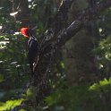 FBL20304  woodpecker
