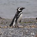 IMG 3728  Magellanic penguin