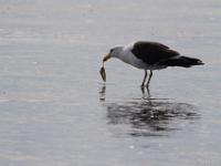 gull eating mussels by dropping them in flight