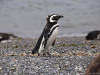 Magellanic penguin