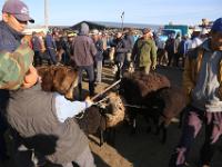 Karakol cattle market