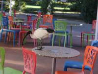 Black necked stork