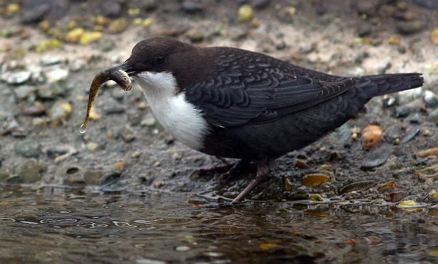 IMG_7594.JPG - waterspreeuw in awd