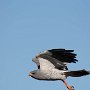 gabar goshawk - witkruisvalk ?