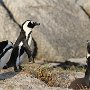 zwartvoetpinguin - african penguin