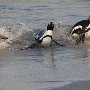 zwartvoetpinguin - african penguin