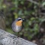 kaapse lawaaimaker - Cape robin-chat
