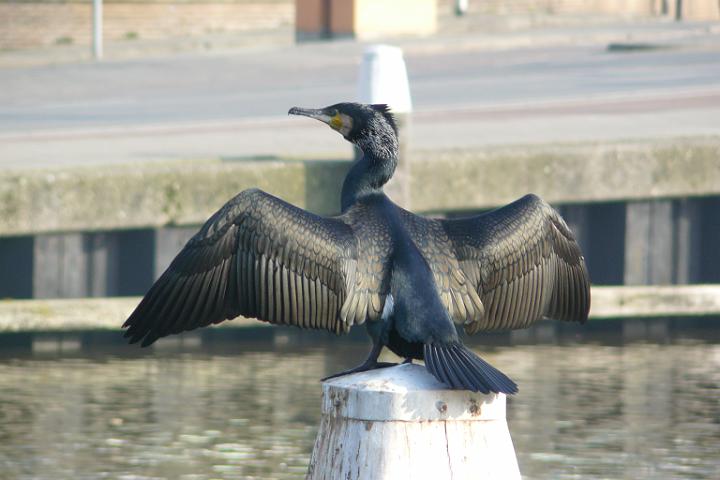 P1020043.JPG - Great Cormorant, zonnen in delft