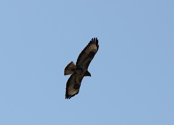 IMG_0333.JPG