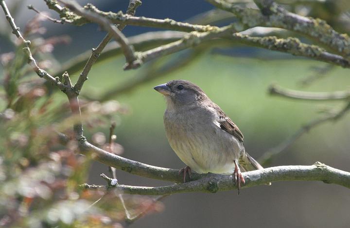 12856.JPG - House Sparrow