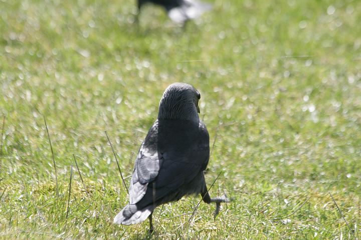 IMG_2829.JPG