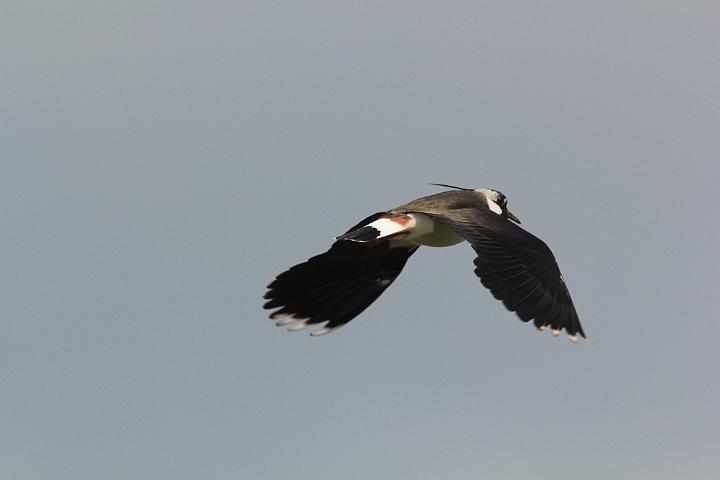IMG_3435.JPG
